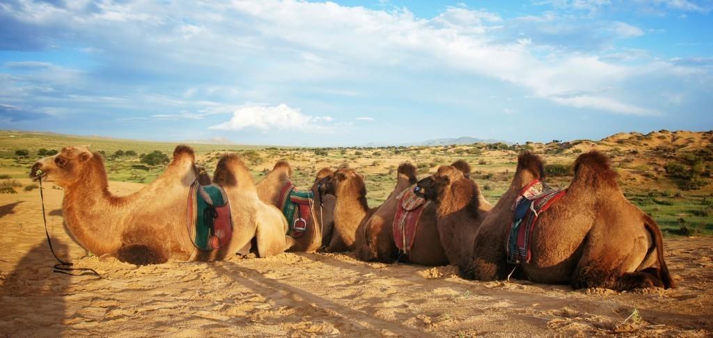 אולן בטור Majestic Gobi Tour Operator And Guest House מראה חיצוני תמונה